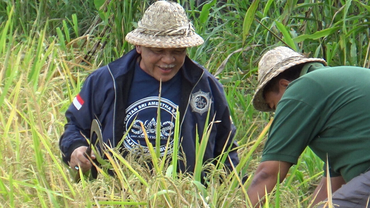 Panen padi